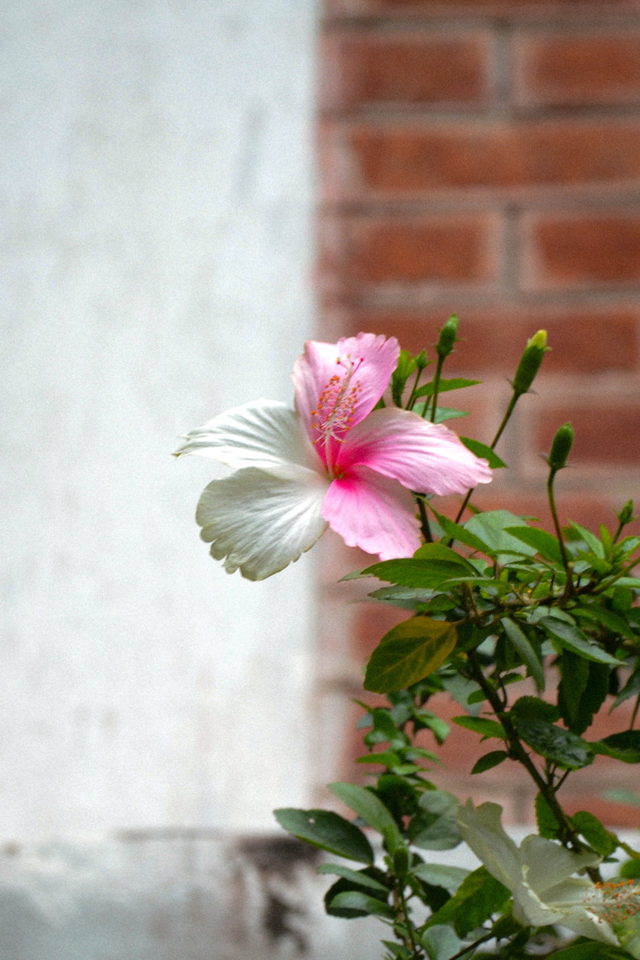 Rare Hibiscus. Free Flora photos
