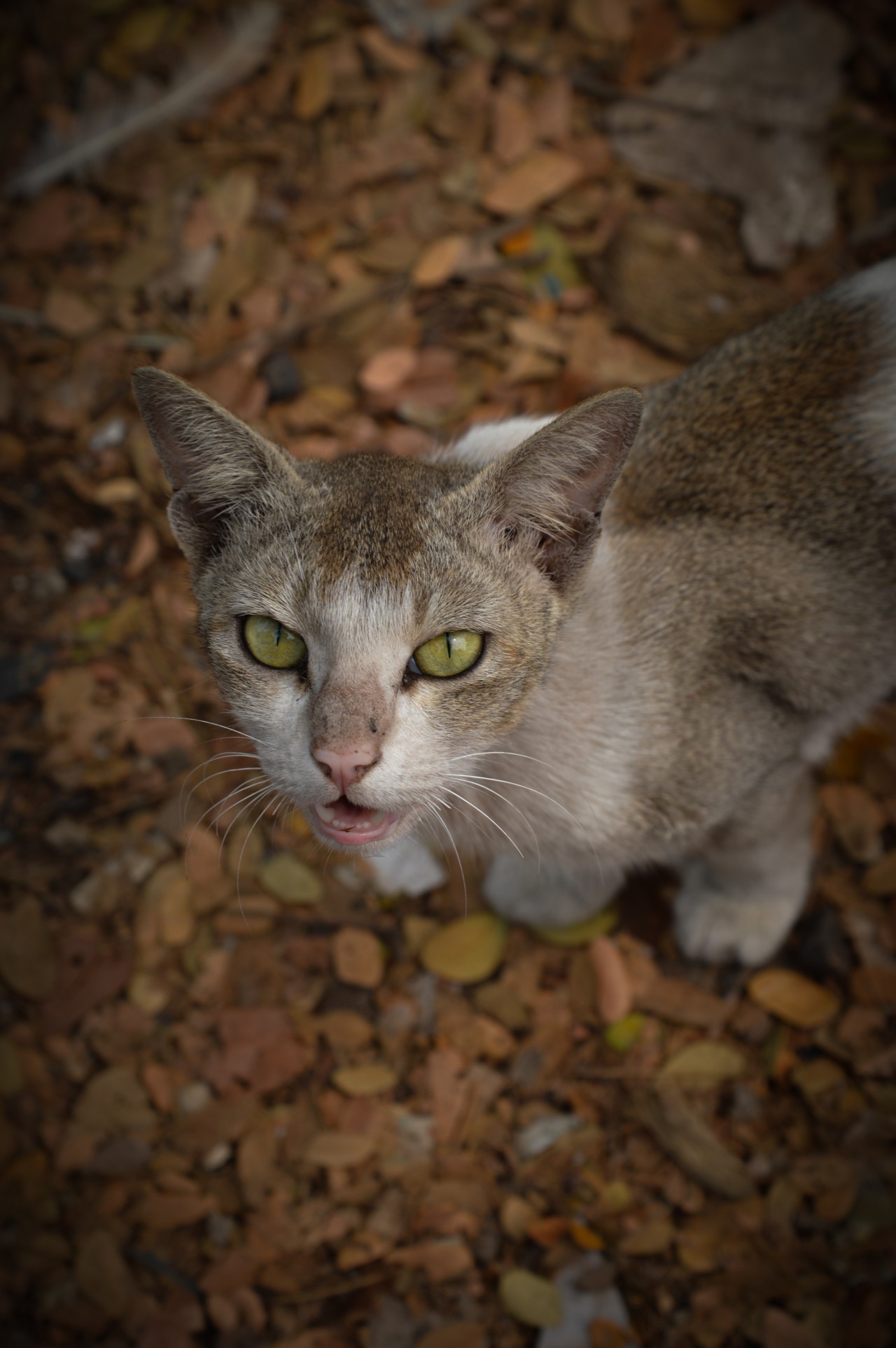 Angry cat. Free Wildlife photos