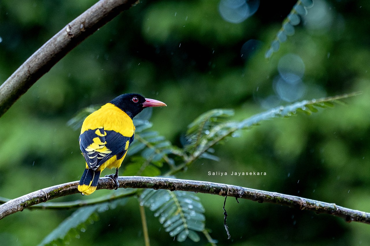 Black hooded Oriole, Sri Lanka. Free Wildlife photos