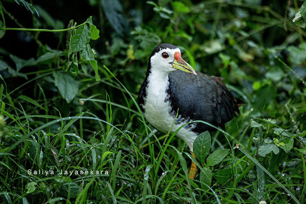 White breasted Waterhen. Free Wildlife photos