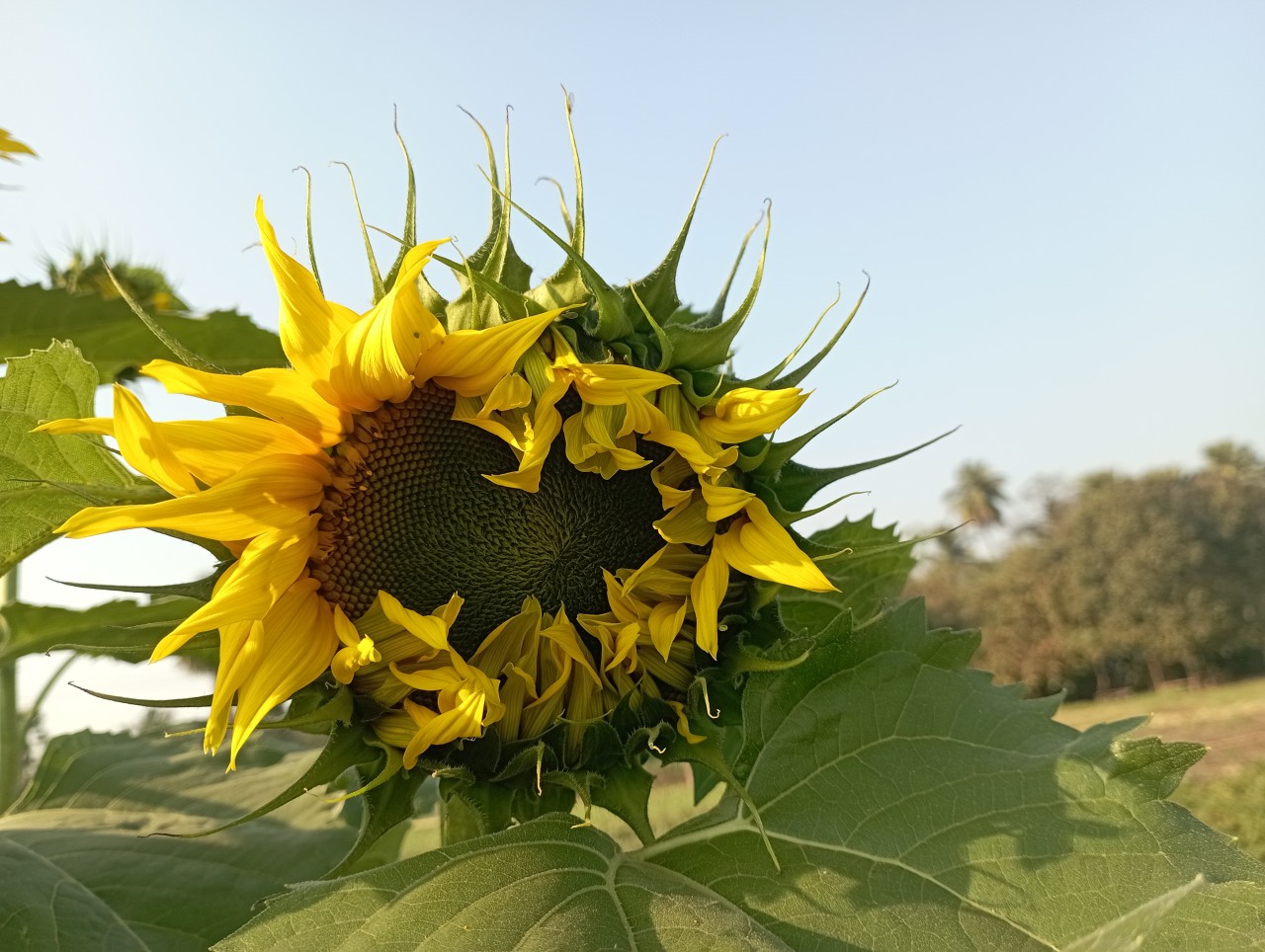 The sunflower wakeup. Free Flora photos
