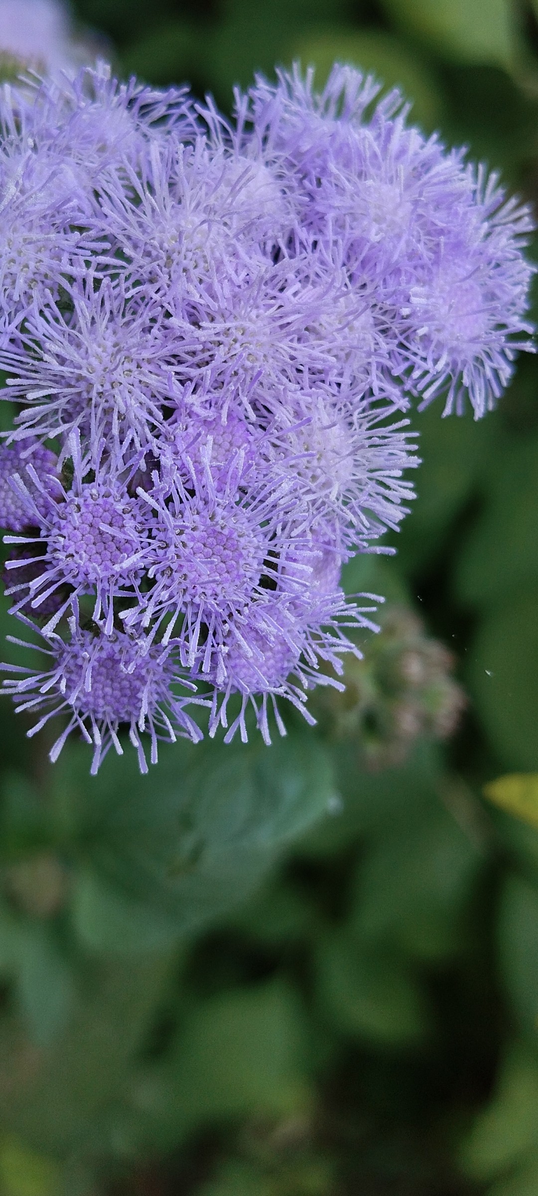 Beauty of purple. Free Flora photos