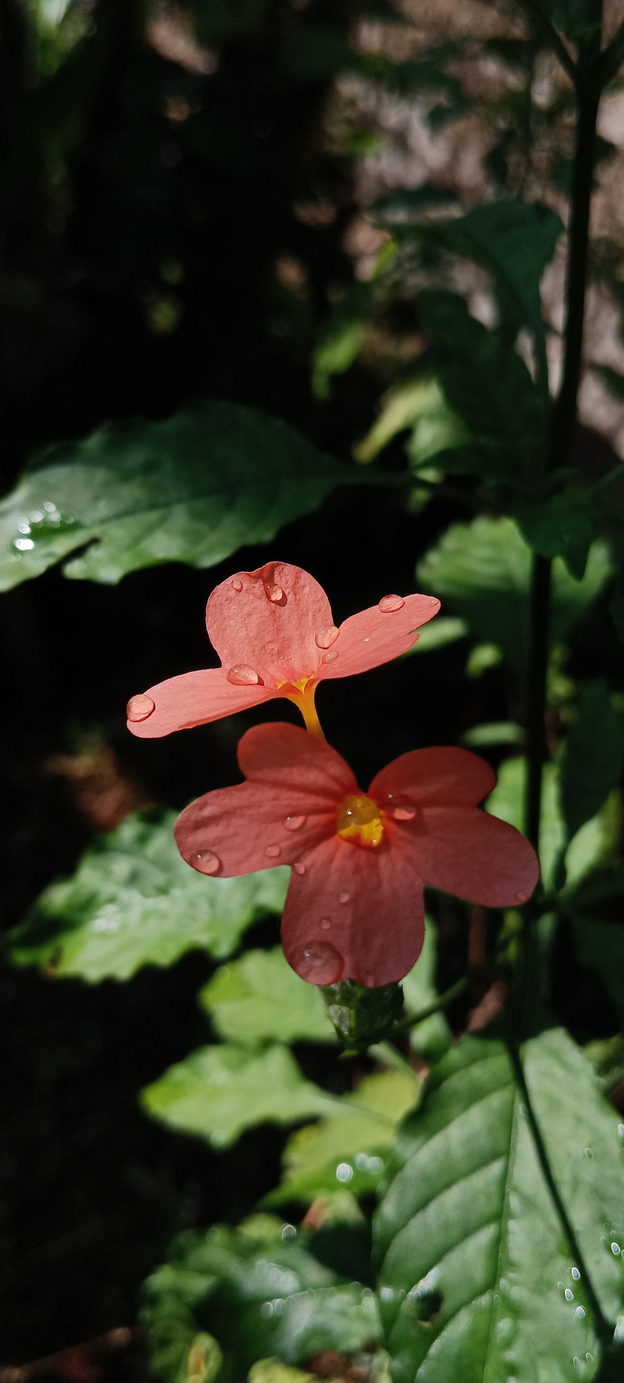 Flower with water droplets. Free Flora photos