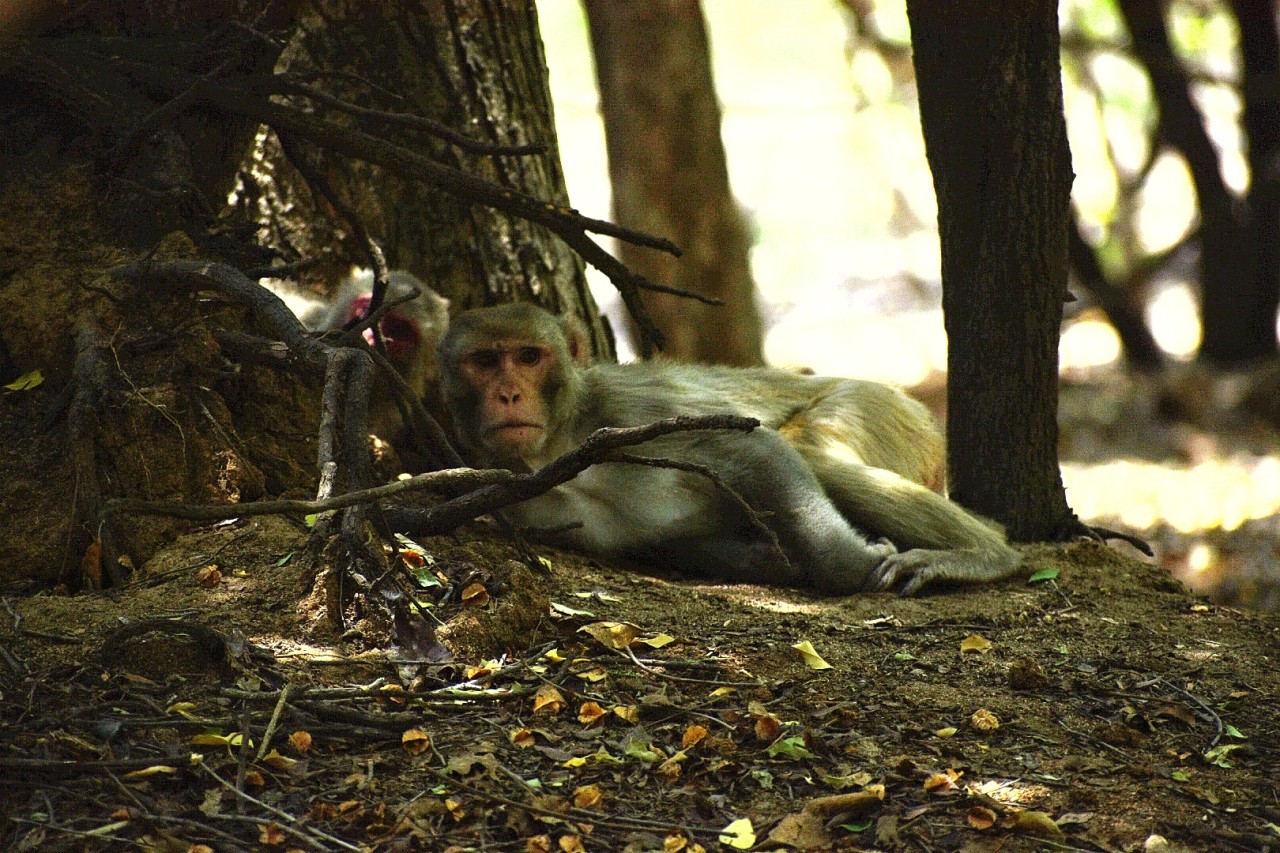 By the shades. Free Wildlife photos
