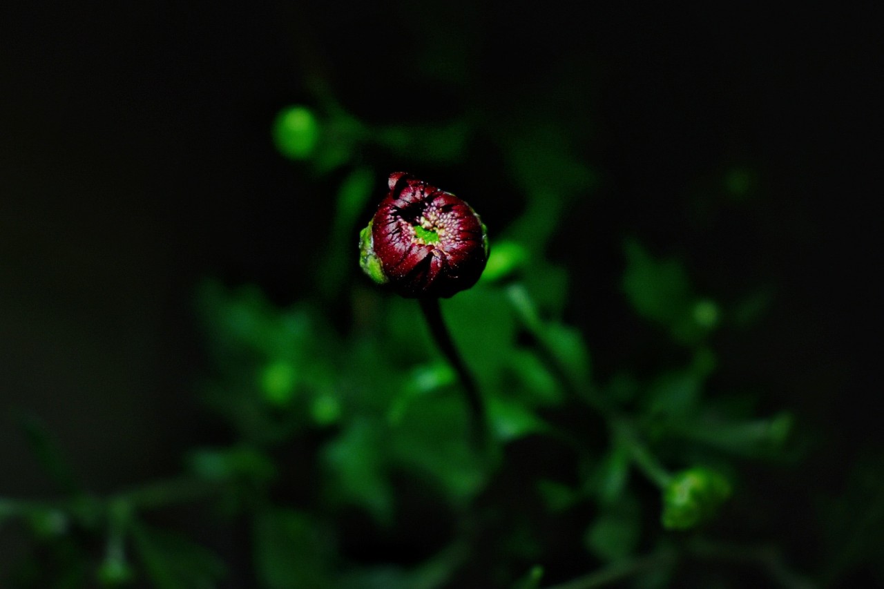 Buddy. Free Macro photos