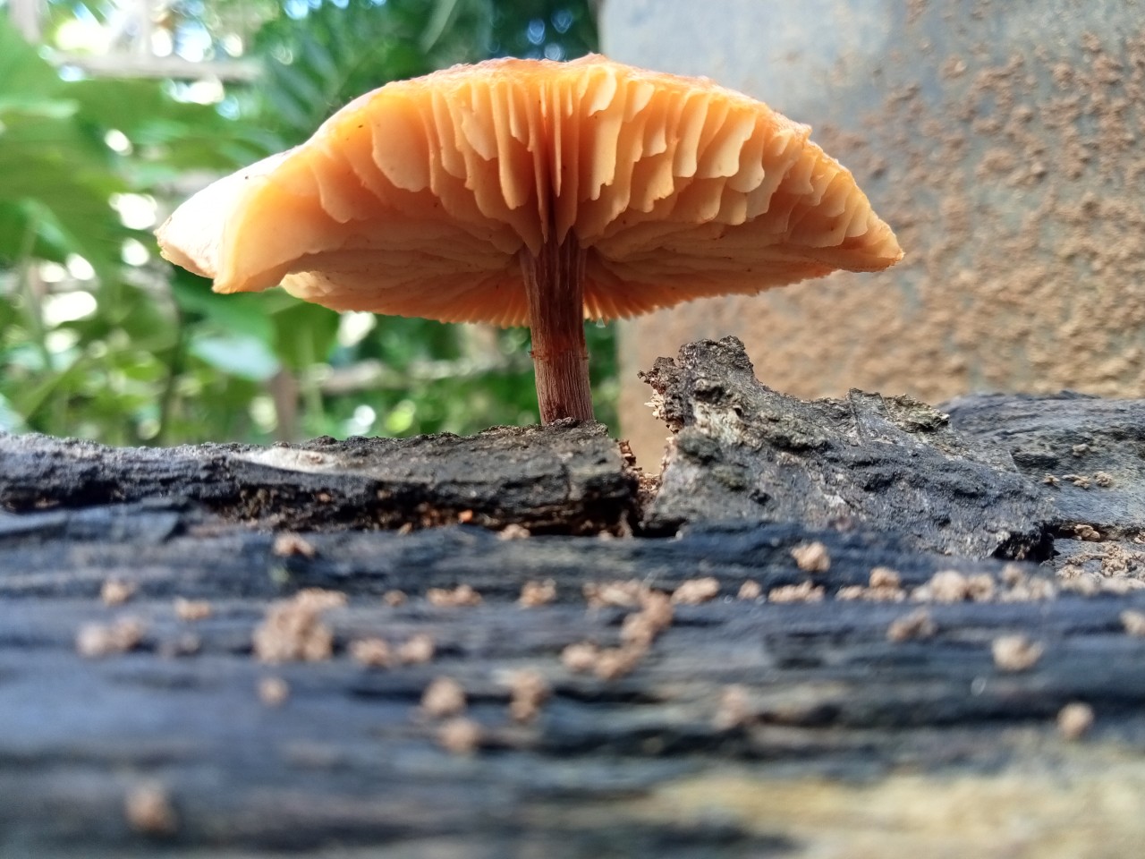 Mushroom. Free Macro photos