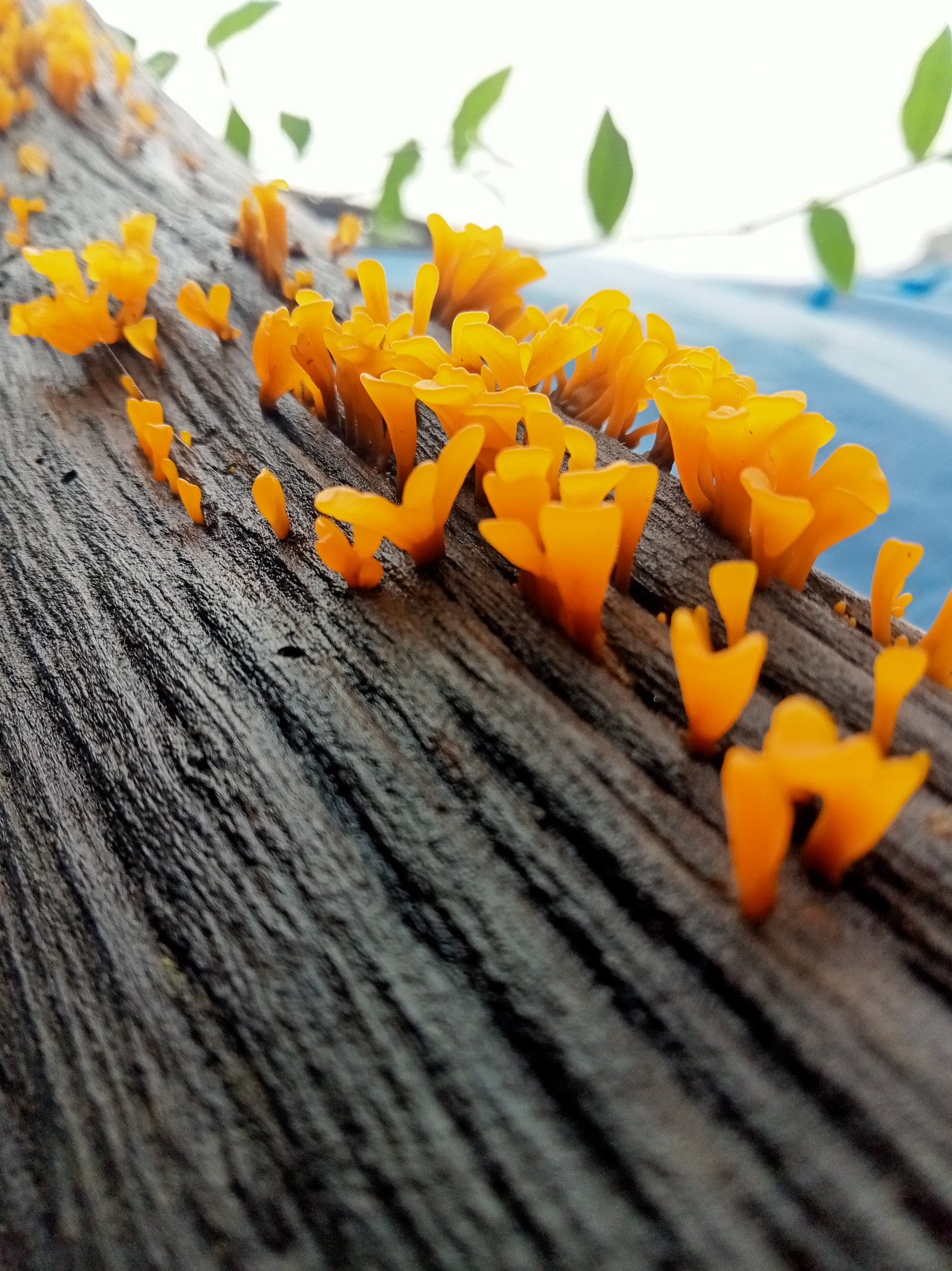 Fan shaped jelly mushroom. Free Macro photos
