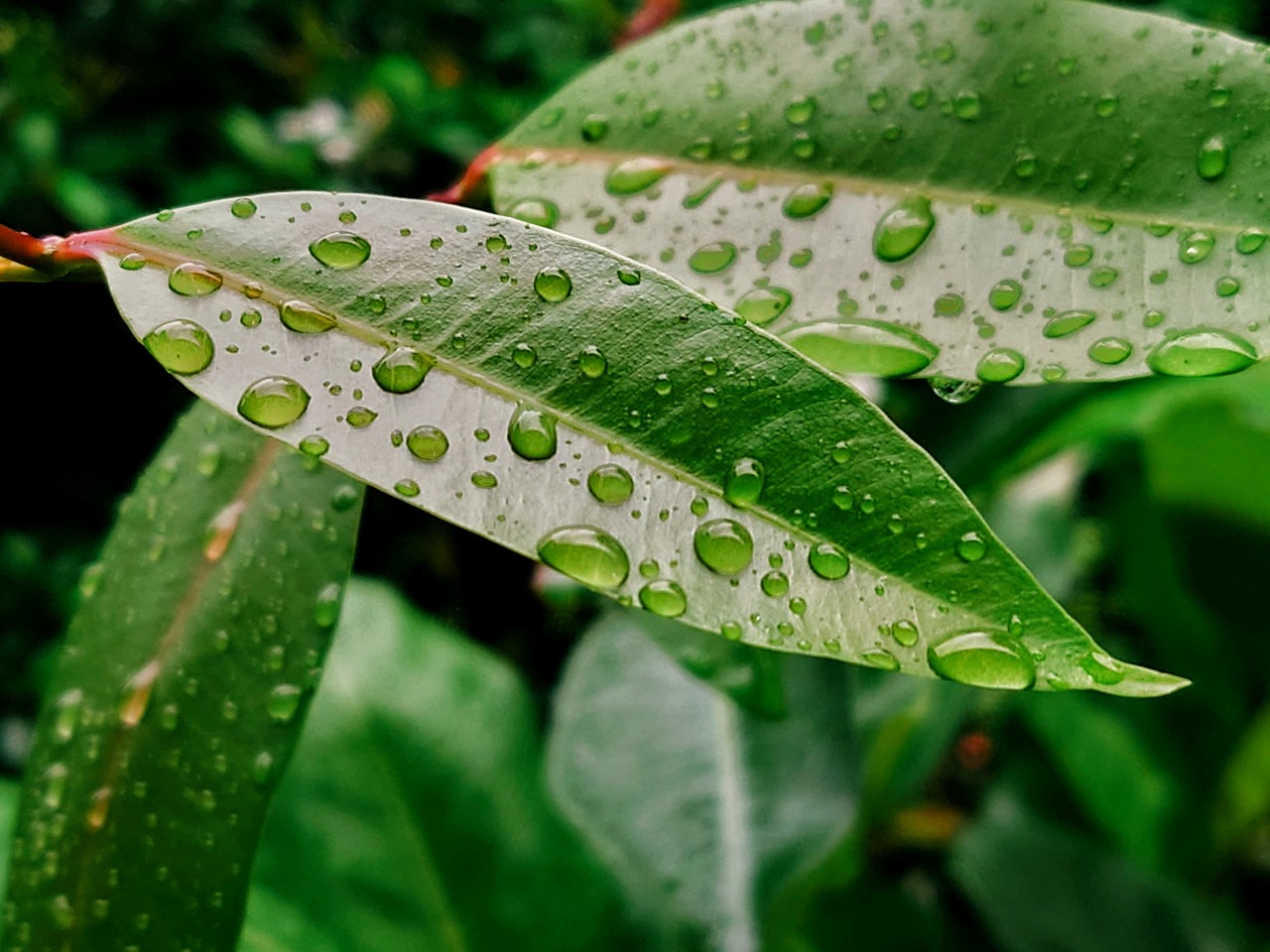 Glittering Leaf. Free Macro photos