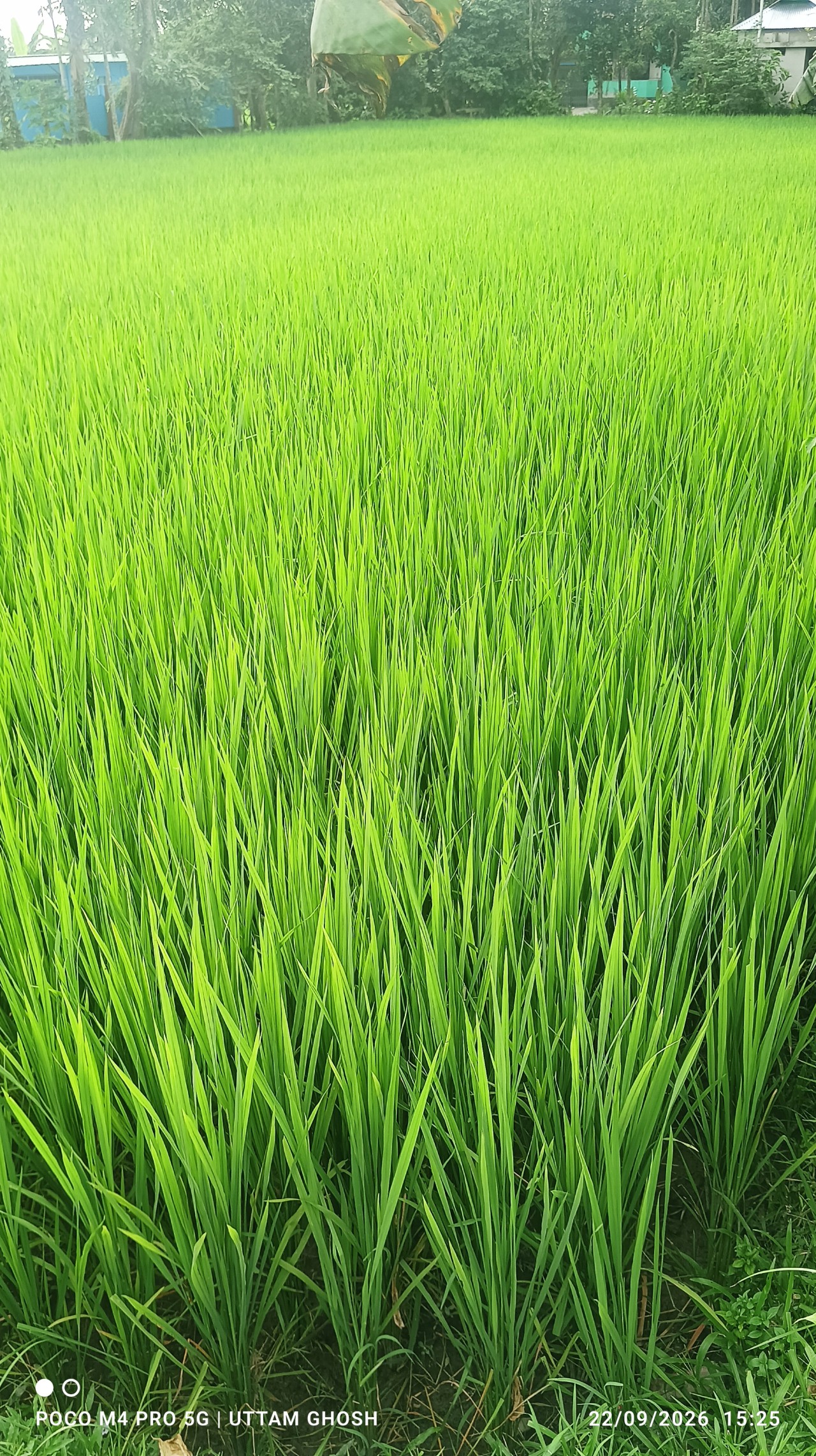 Long Grasses. Free Forests photos