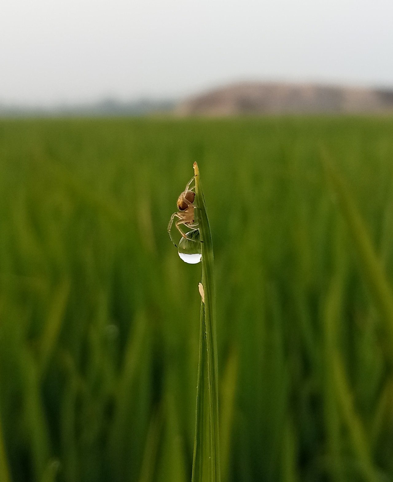 Tiny Spider Resting Beside Water Droplet On Paddy Leaf In Afternoon. Free Wildlife photos