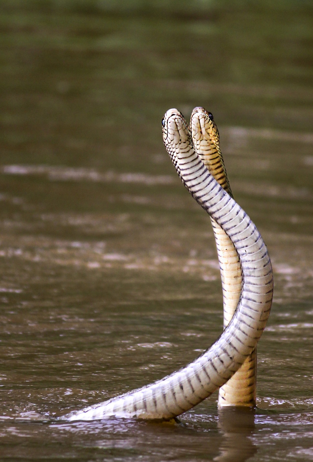 Entangling dance of rat snakes. Free Wildlife photos