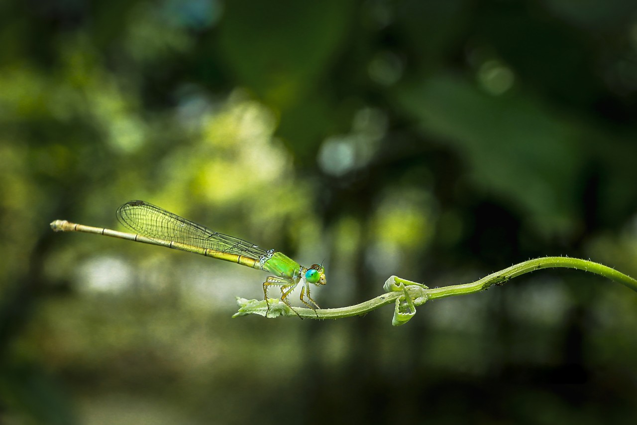 Damselfly, Sri Lanka. Free Macro photos