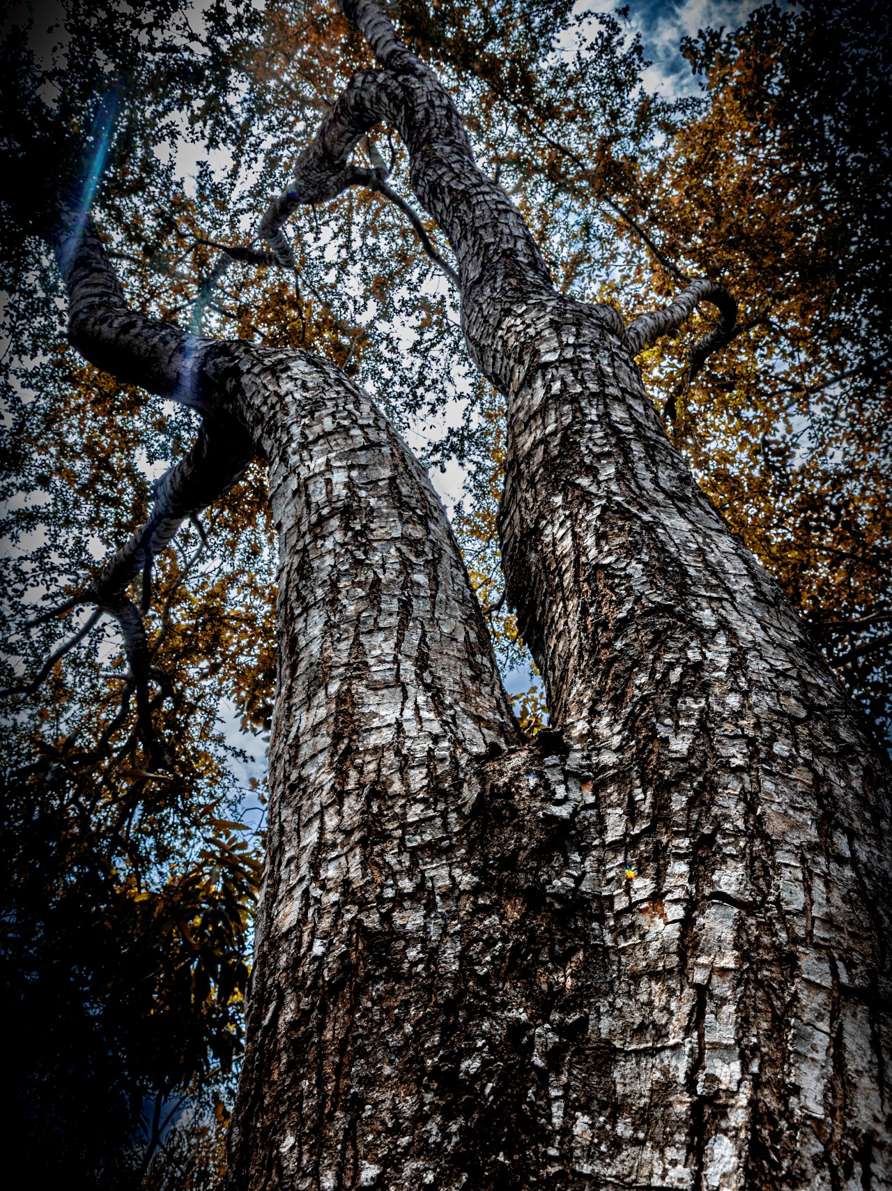Mature Hardwood , Sri Lanka. Free Forests photos