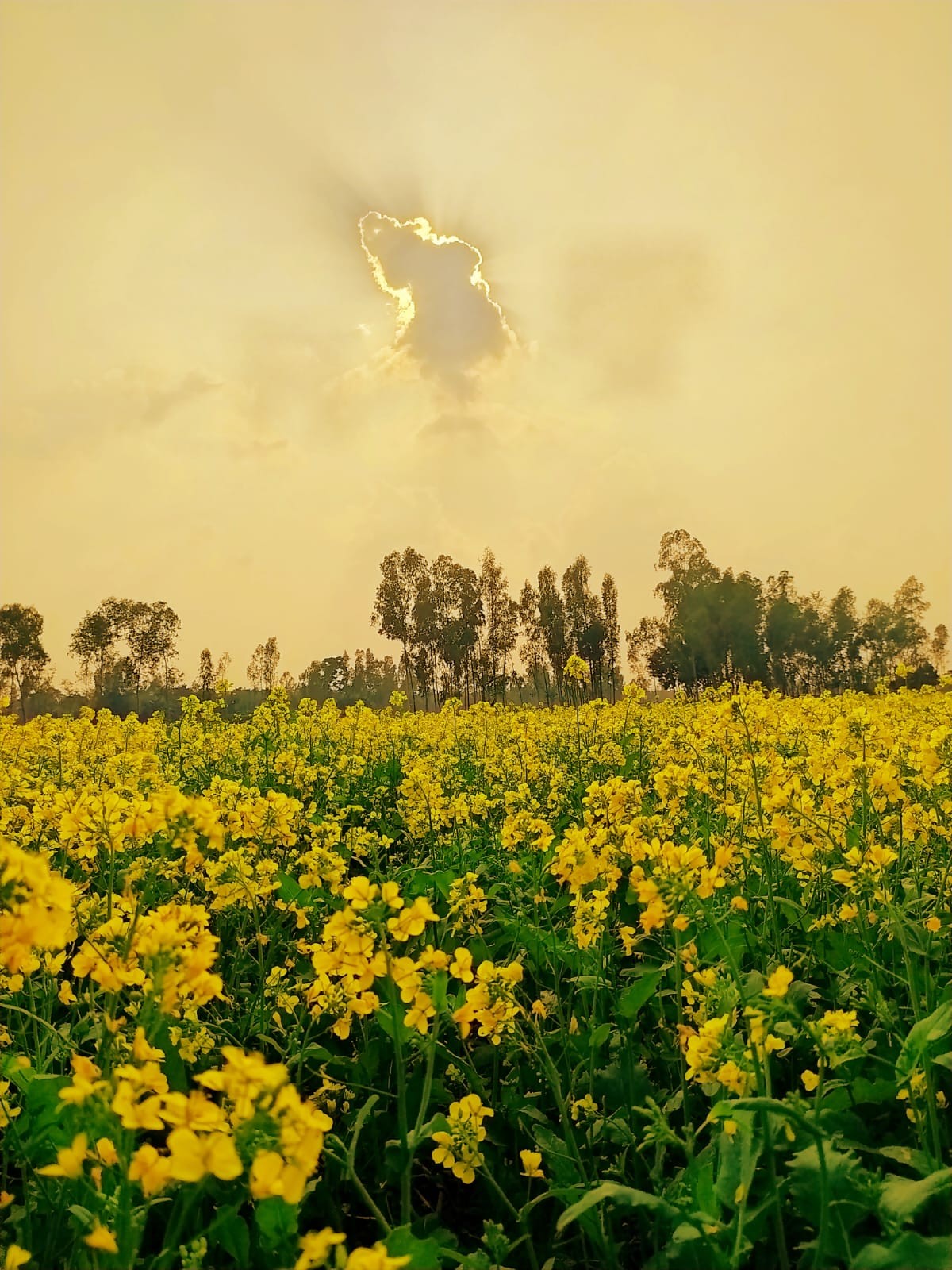 Mustard Garden in Kuptala, Gaibandha. Free Landscapes photos