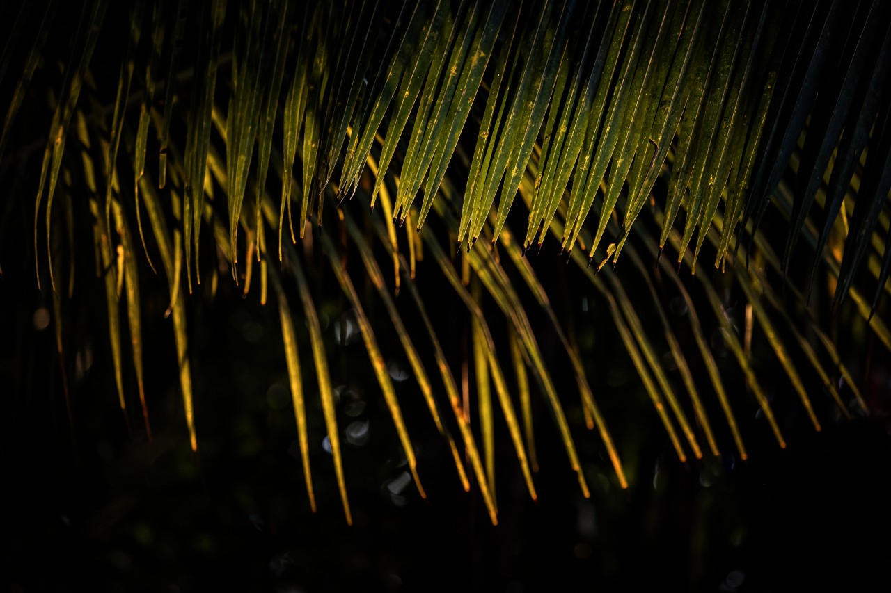 Coconut Tree, Sri Lanka. Free Forests photos