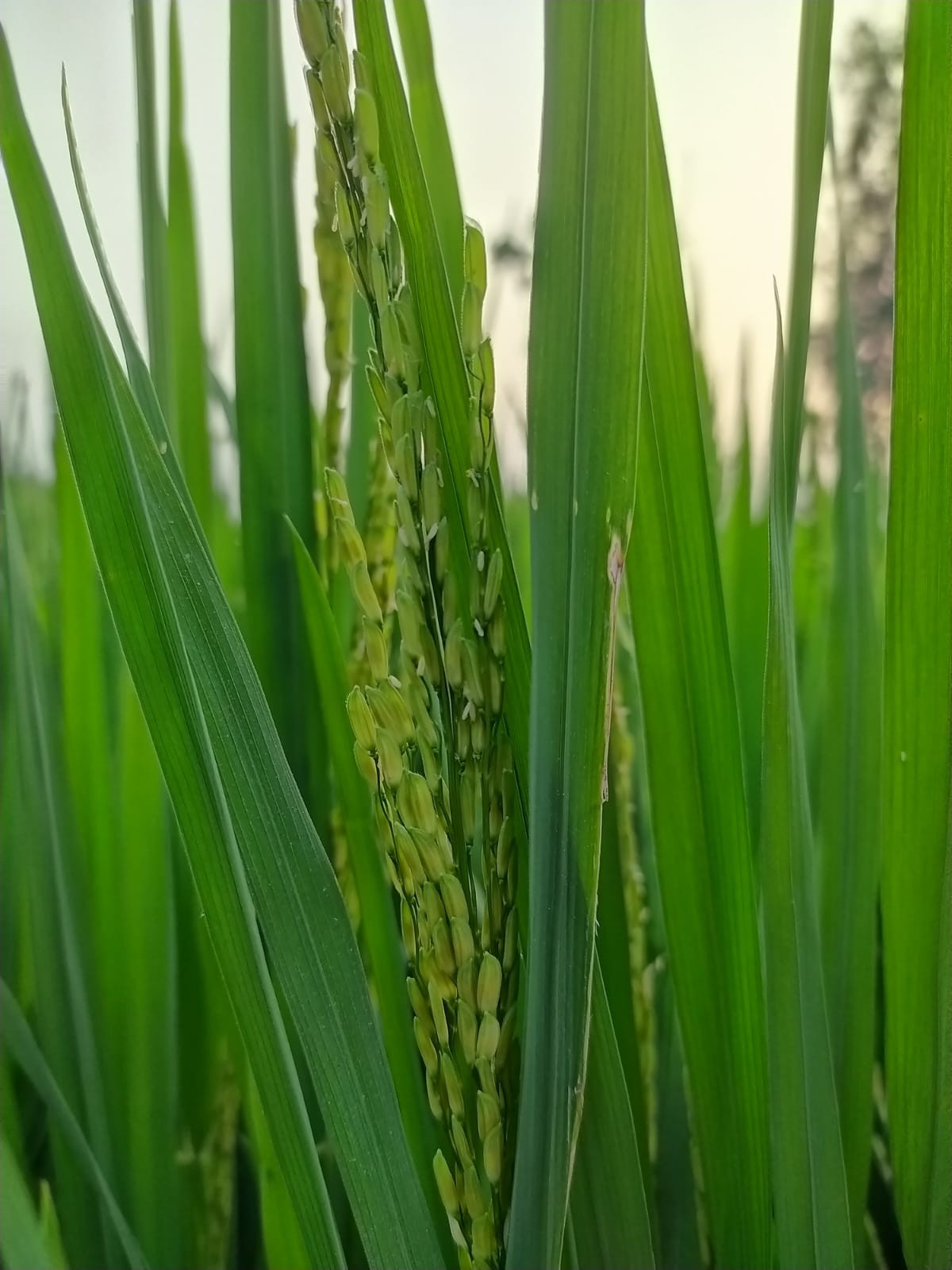 The Smell of Raw Paddy. Free Flora photos