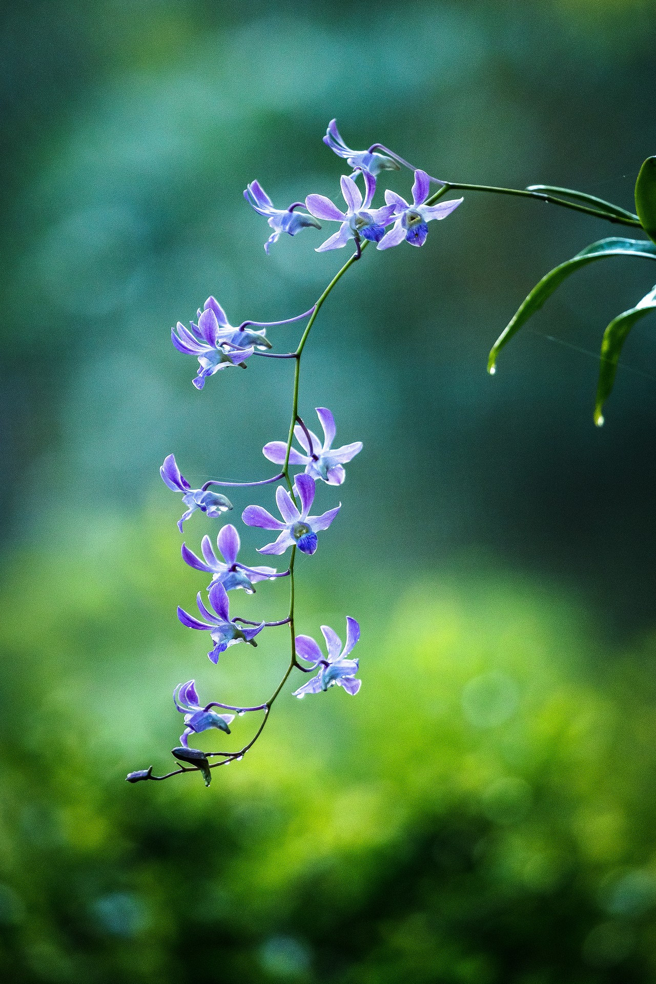 Orchid, Sri Lanka. Free Flora photos