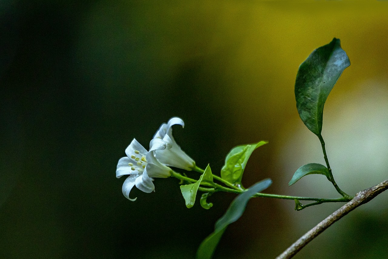 Sri Lanka. Free Flora photos