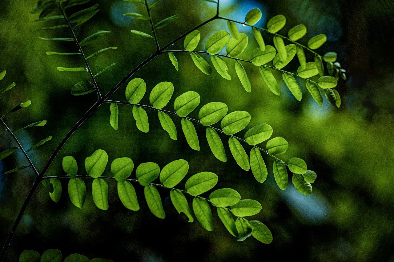Nature leaves , Sri Lanka. Free Forests photos