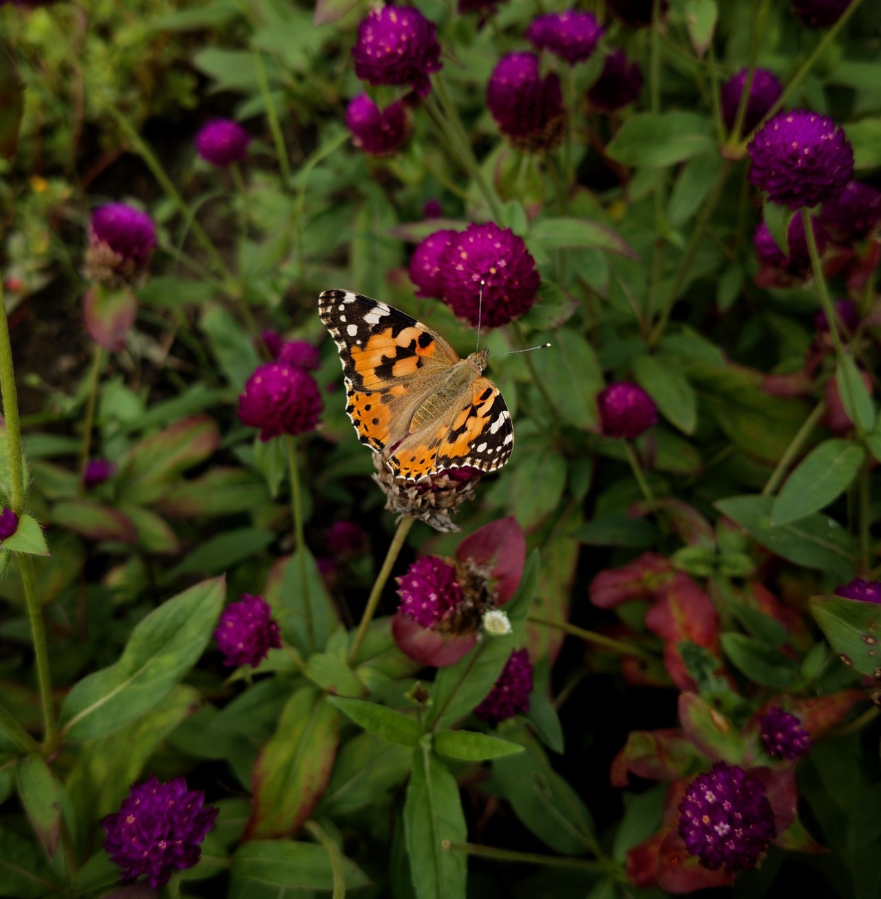 Painted Lady butterfly on Globe Amaranth flowers. Free Wildlife photos
