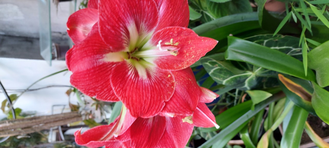 Amarylls. Free Flora photos