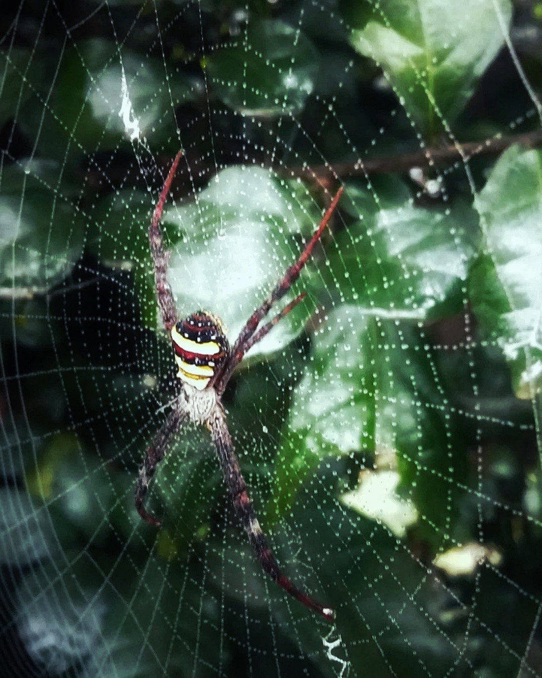 Spider on the web. Free Wildlife photos