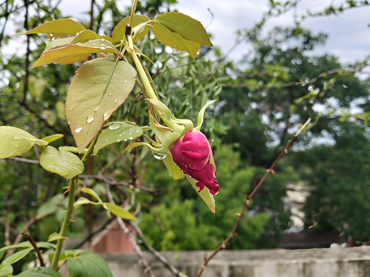 Story of a petal. Free Flora photos