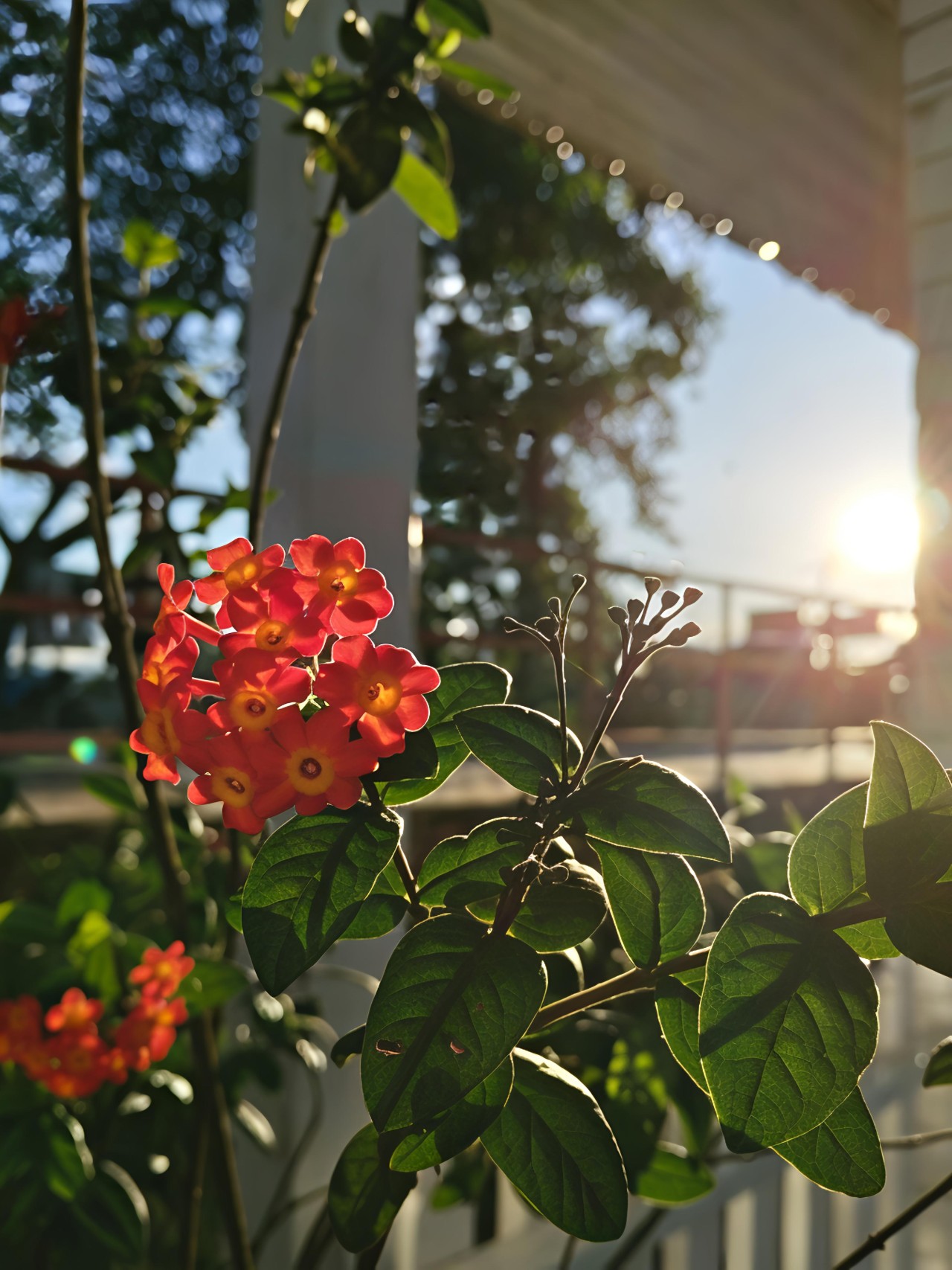 Last Golden rays. Free Flora photos