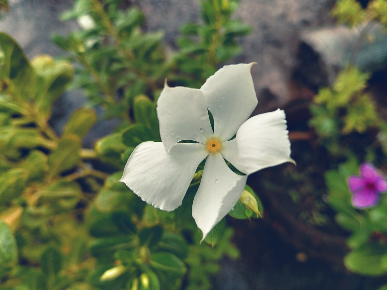 It's nostalgic. Free Macro photos