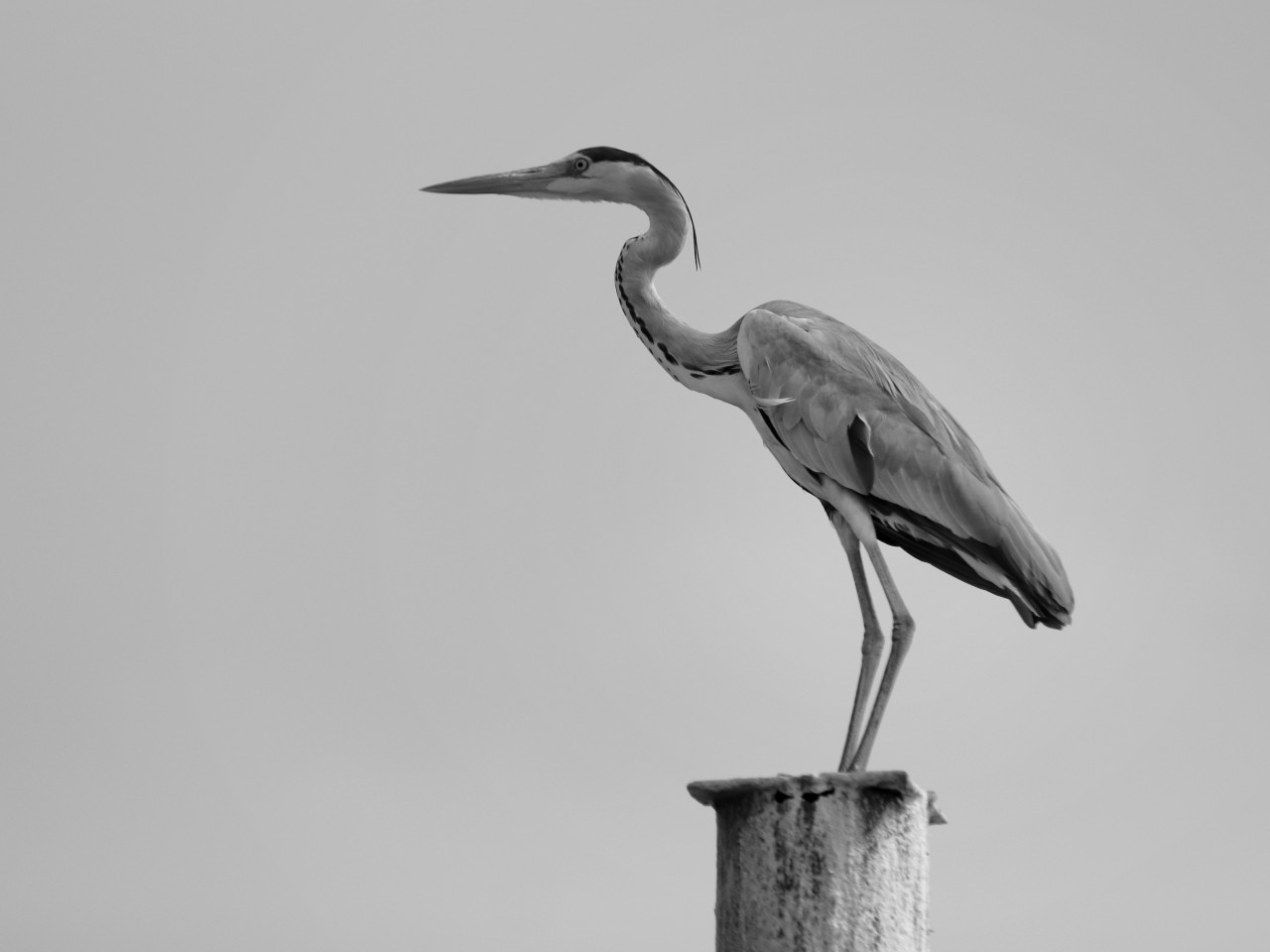 A long wait. Free Wildlife photos