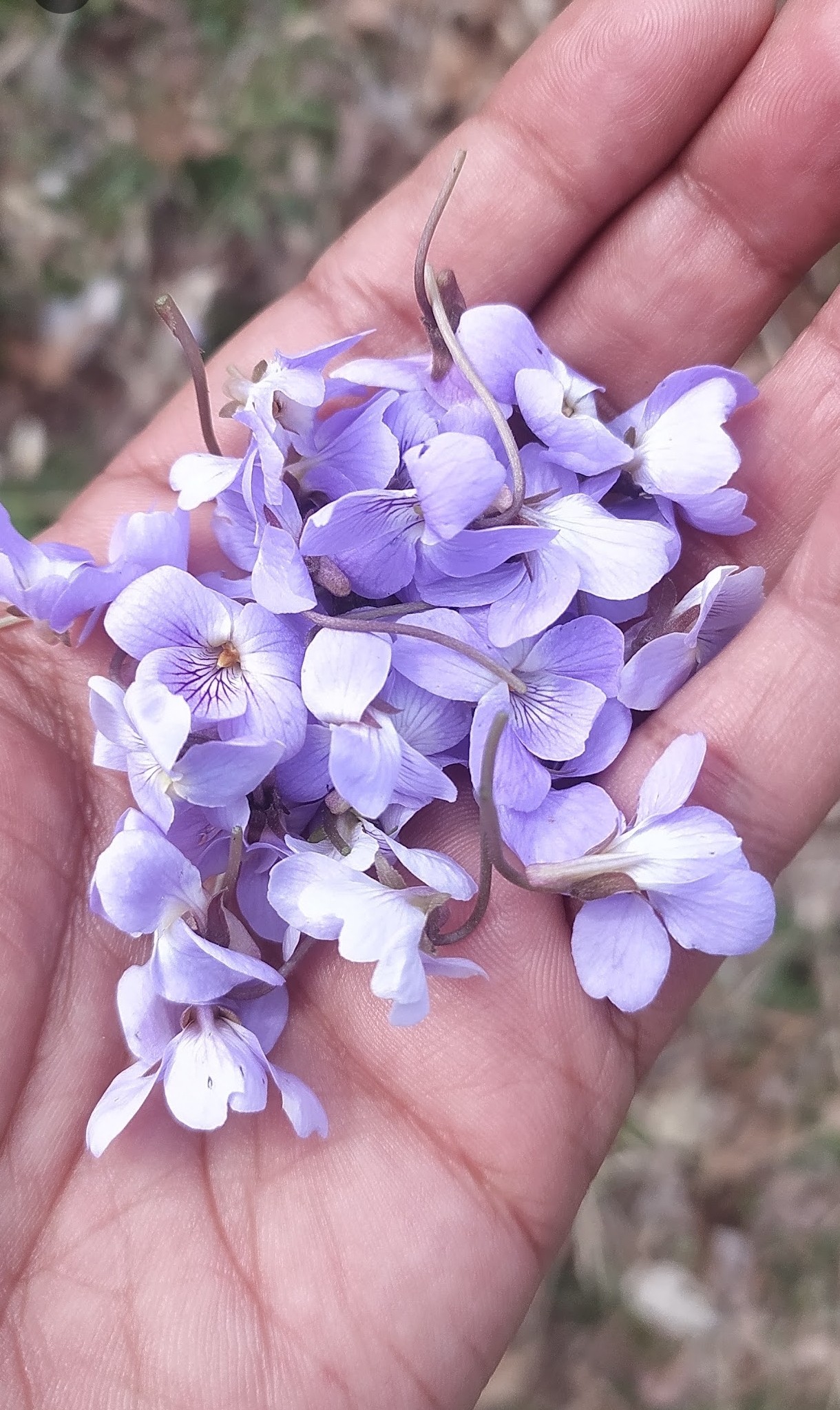 Himalayan Herbs. Free Flora photos