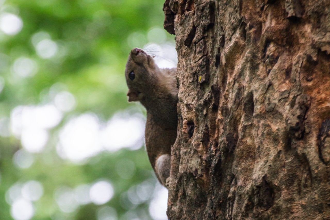 Cute face. Free Wildlife photos