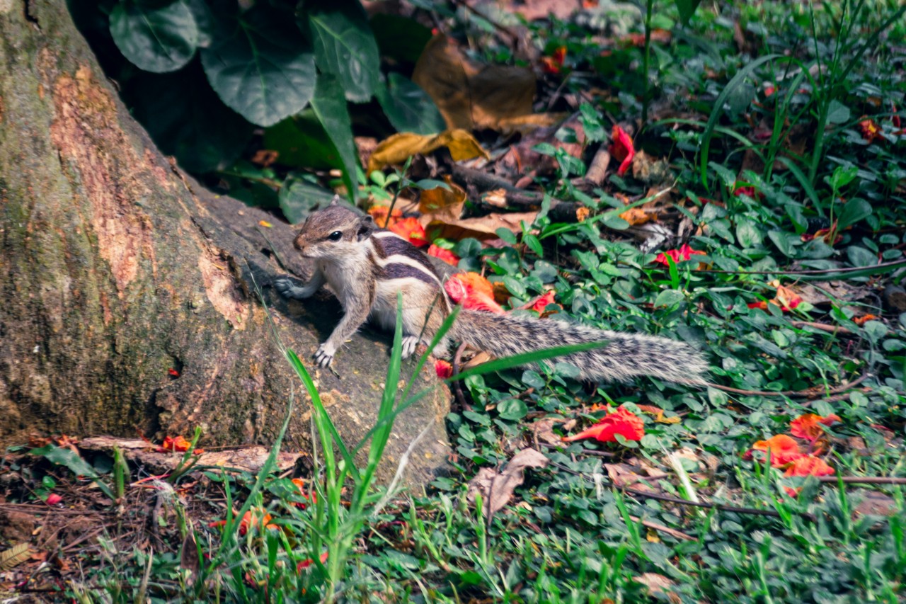 Cute face Squirrel. Free Wildlife photos