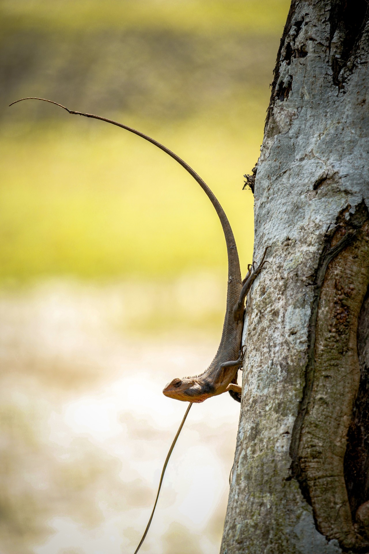 Cameleon. Free Wildlife photos
