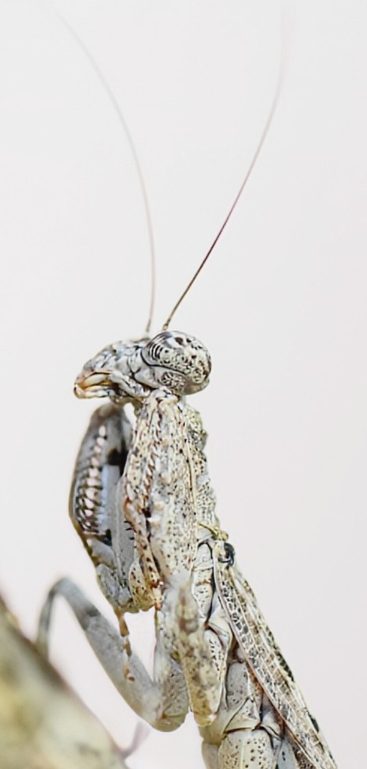 Insect. Free Macro photos