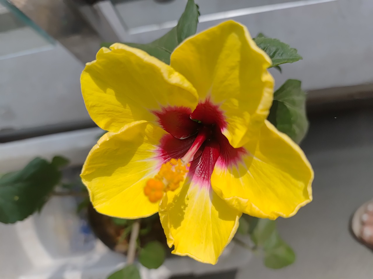 The yellow flower. Free Flora photos