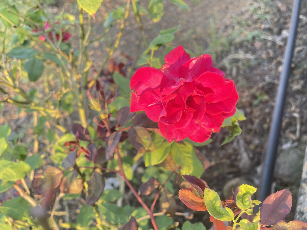 Flower rose. Free Flora photos