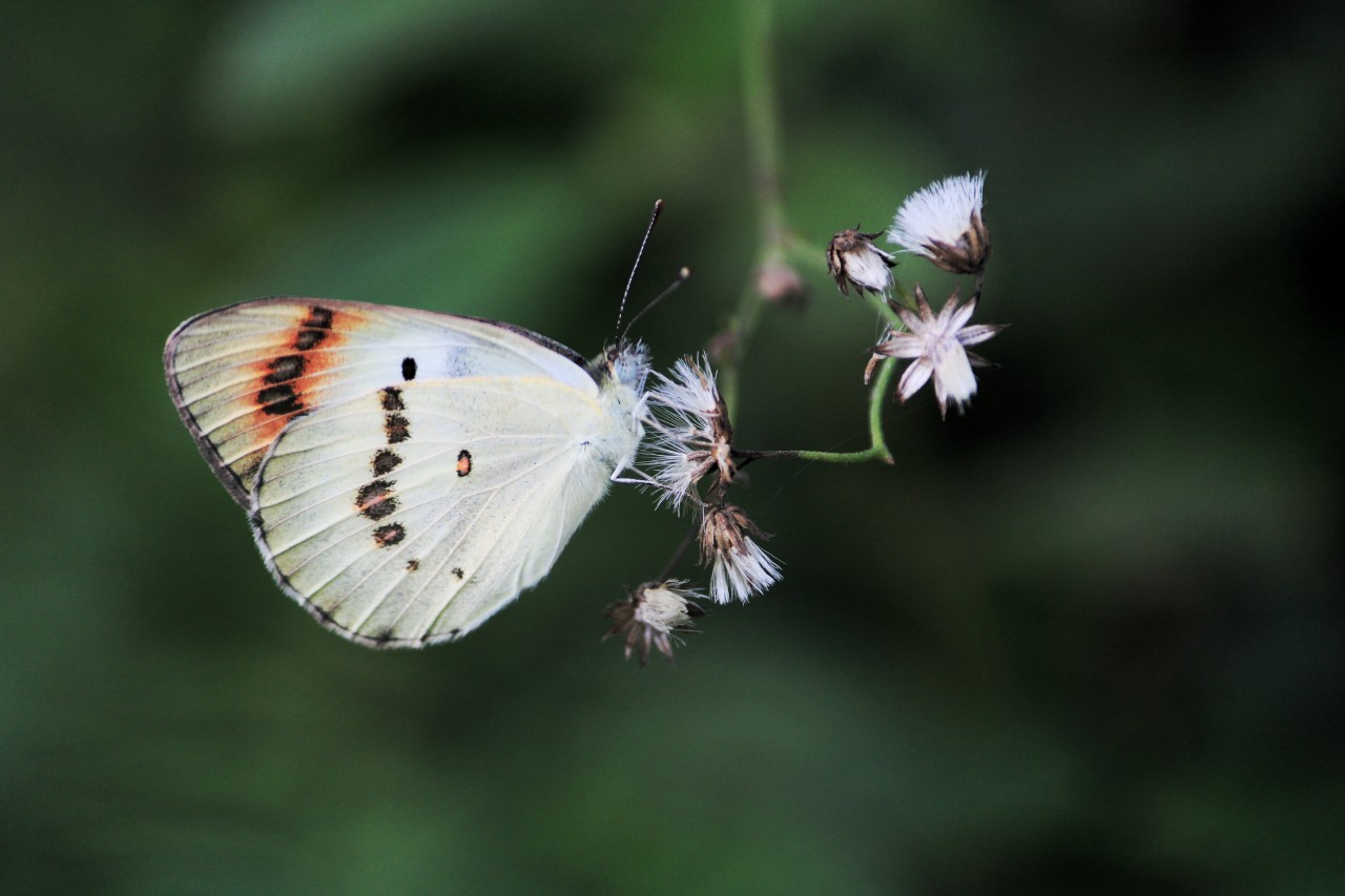 Colorful. Free Macro photos
