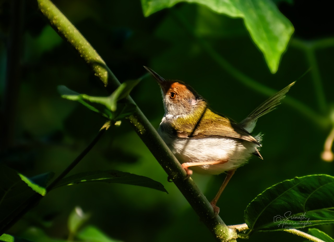 Yala, Srilanka. Free Wildlife photos