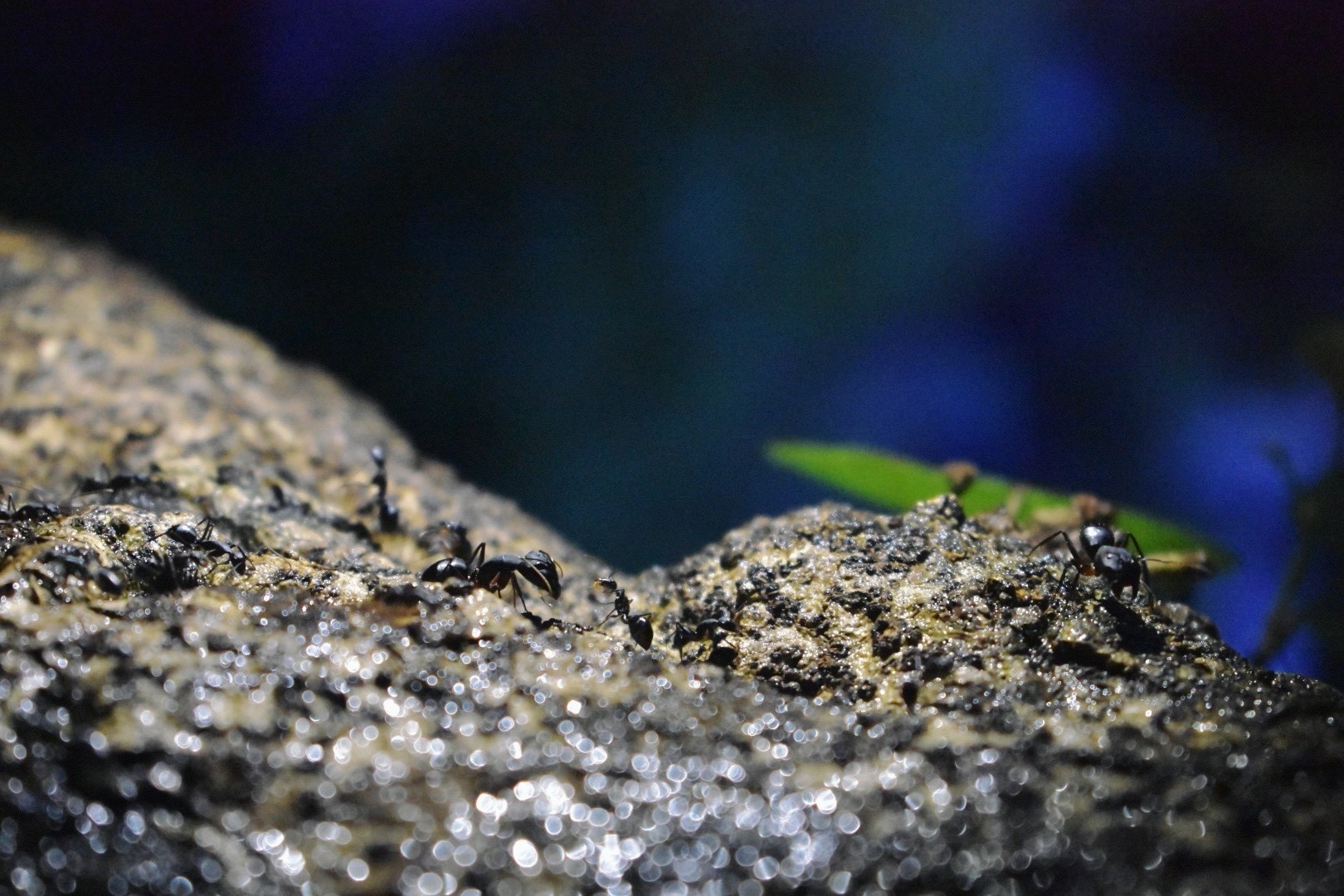 Ant walk. Free Macro photos