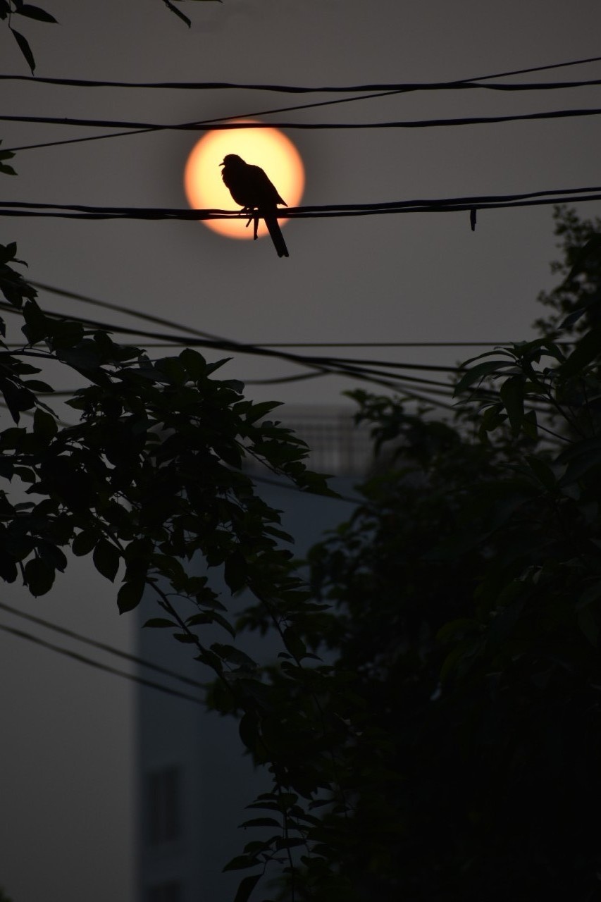 Sunset silhouette unedited. Free Wildlife photos