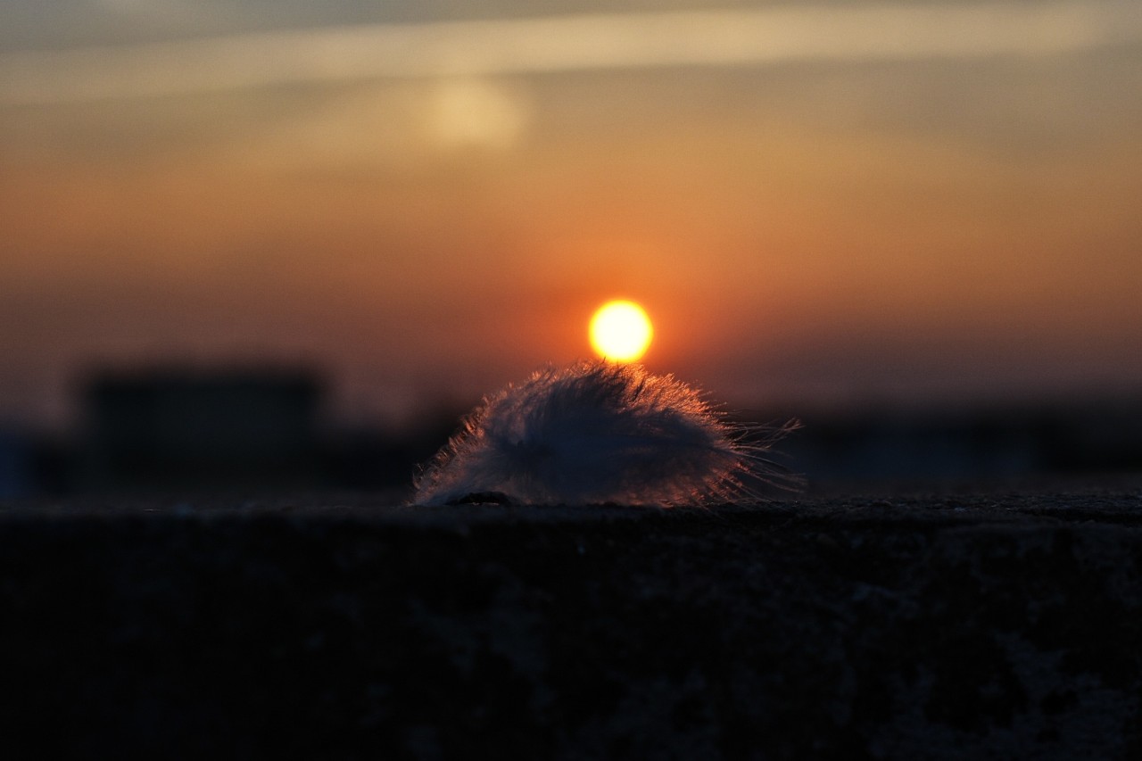 Feather touch. Free Macro photos