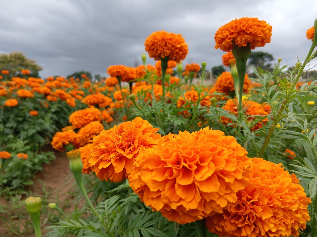 Marigold blooms. Free Flora photos