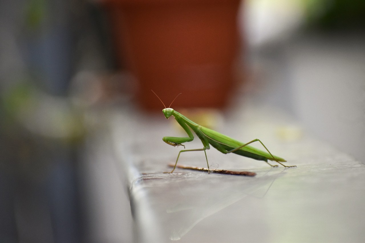 Mentis. Free Macro photos