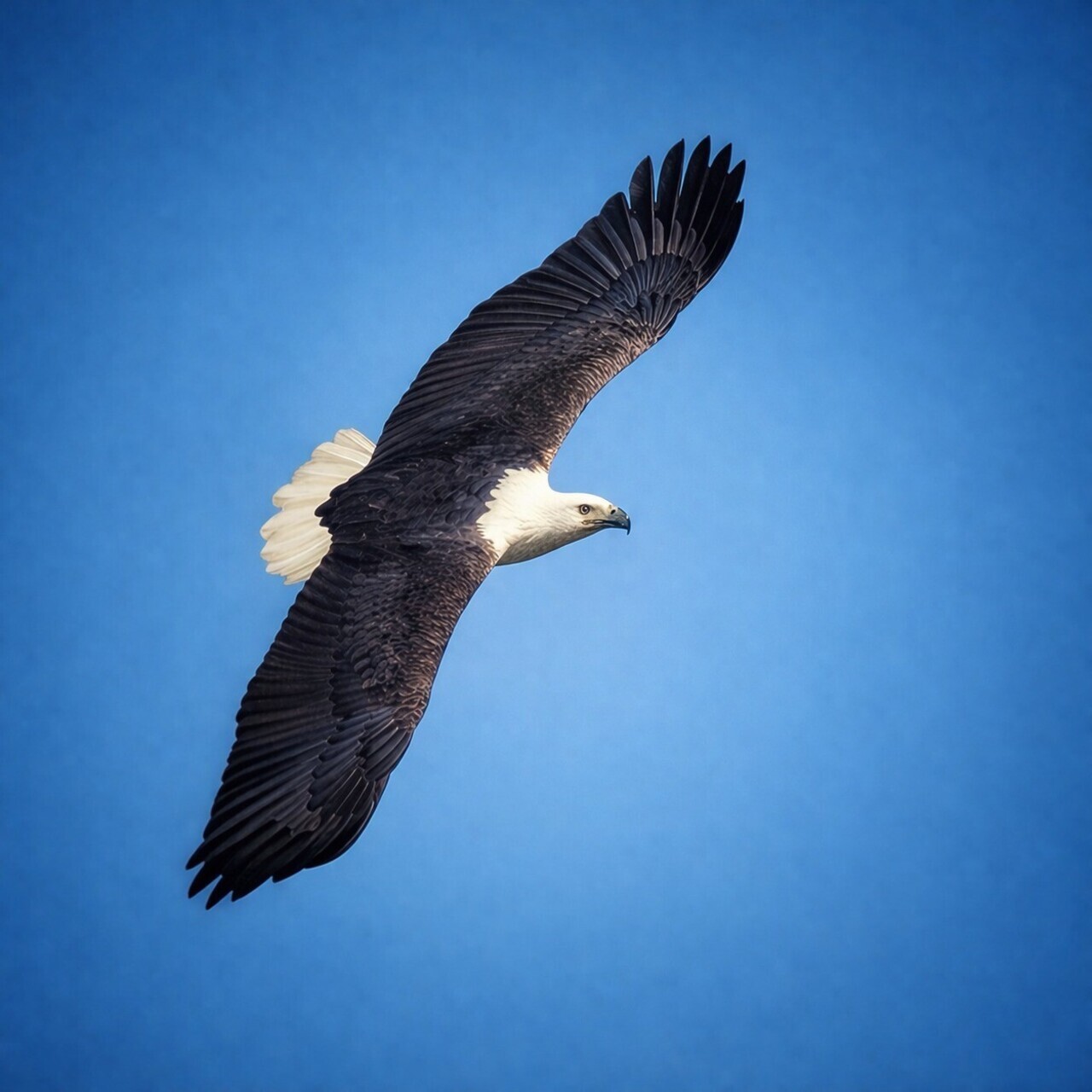 Wings of Freedom. Free Wildlife photos
