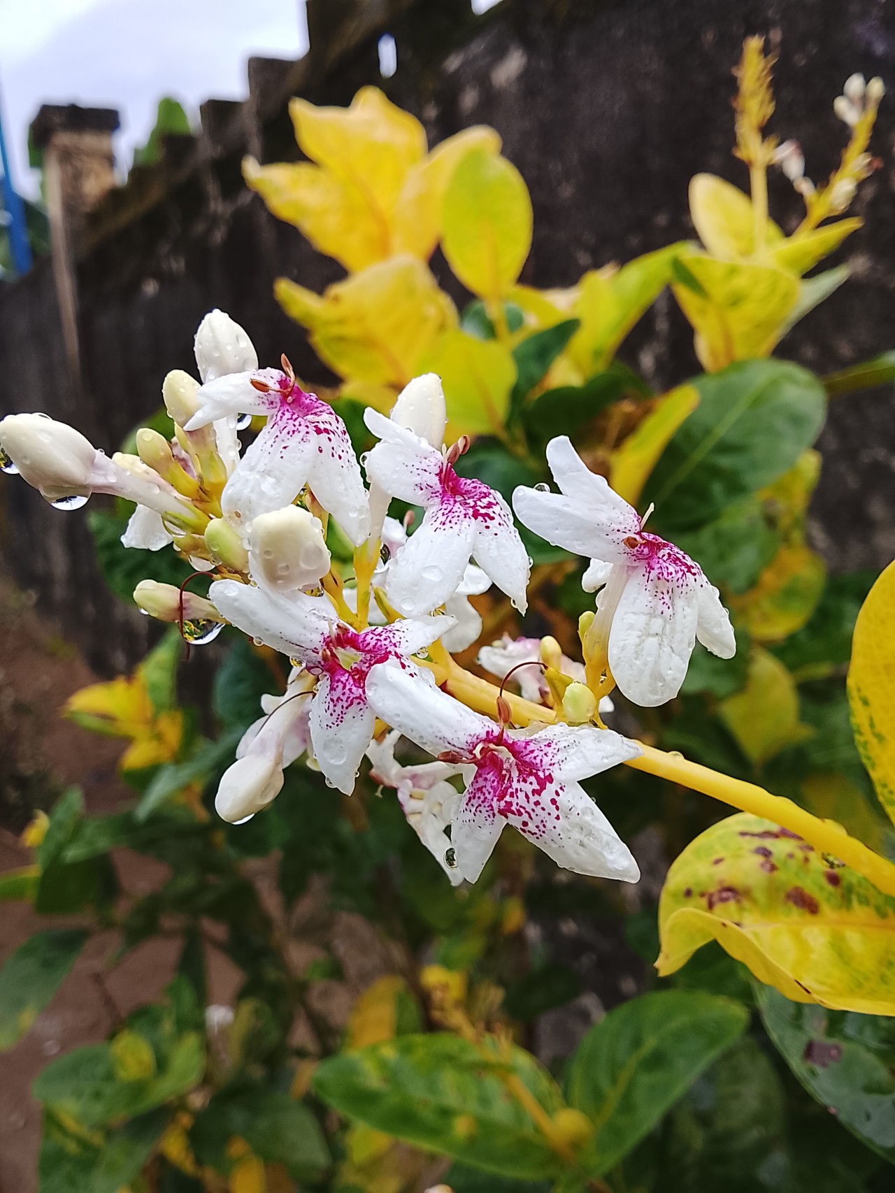 Rain drops. Free Flora photos