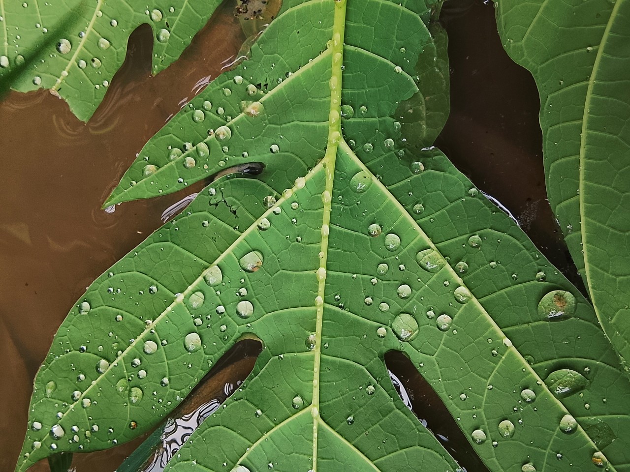 Drops of life. Free Flora photos