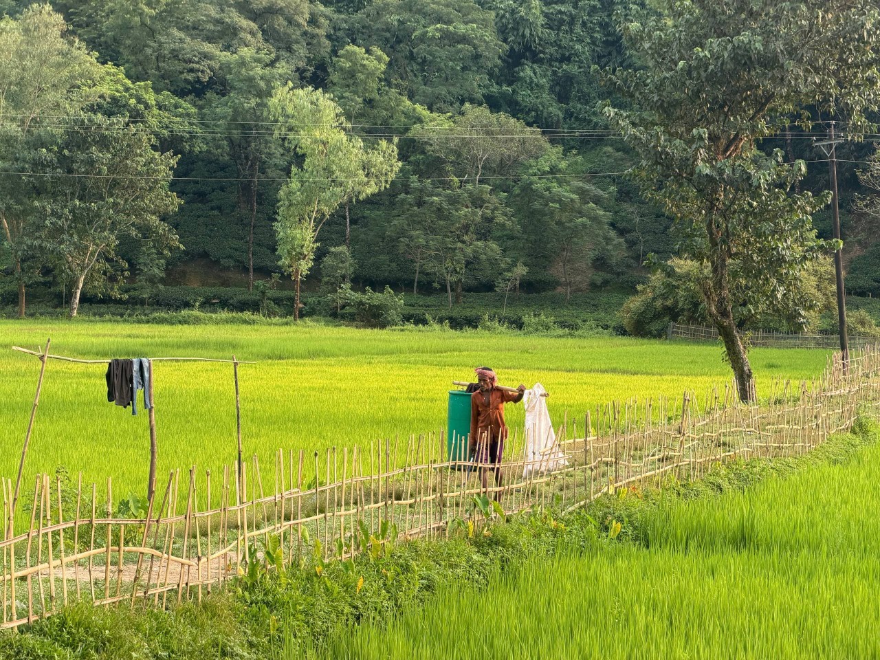 The Nature of Rural Bengal. Free Landscapes photos