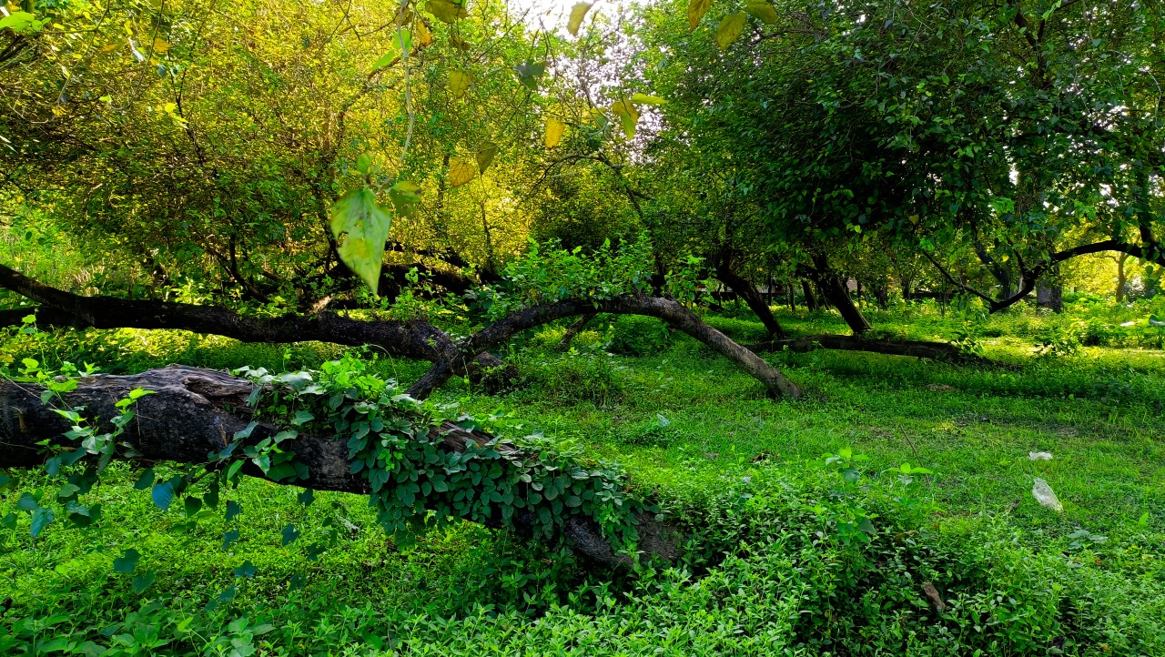 Irreversible Nature. Free Landscapes photos