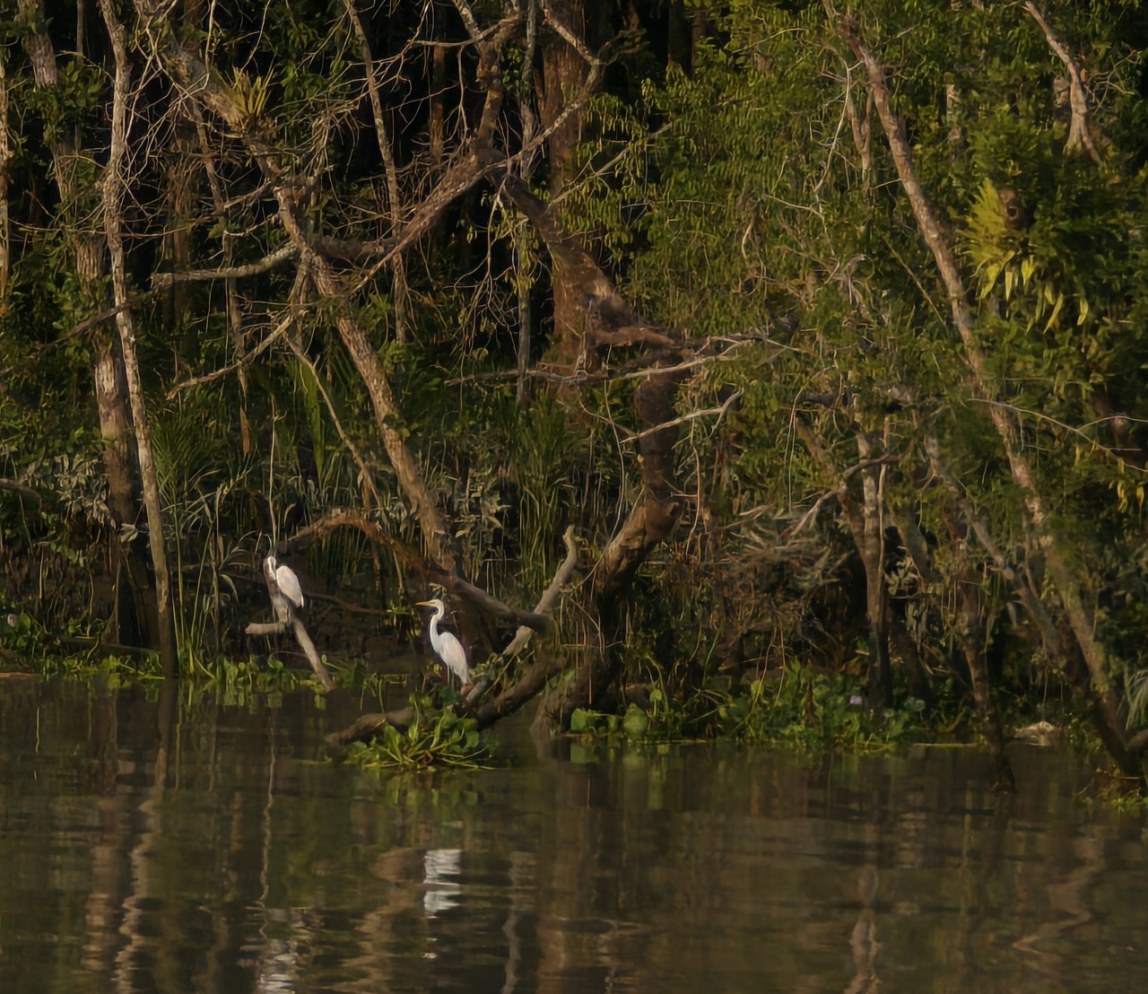 Whispers of the Mangroves. Free Wildlife photos